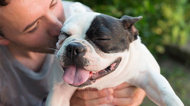 CBD for Dogs: What You Need to Know