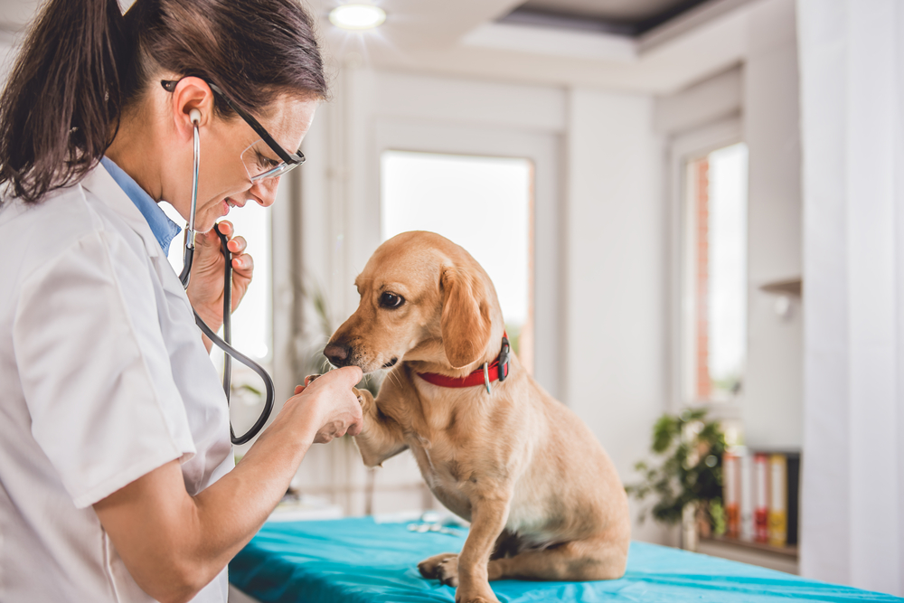 Expert Advice for Starting Your Own Veterinary Practice